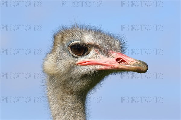 Common ostrich