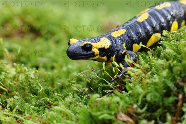 Fire salamander