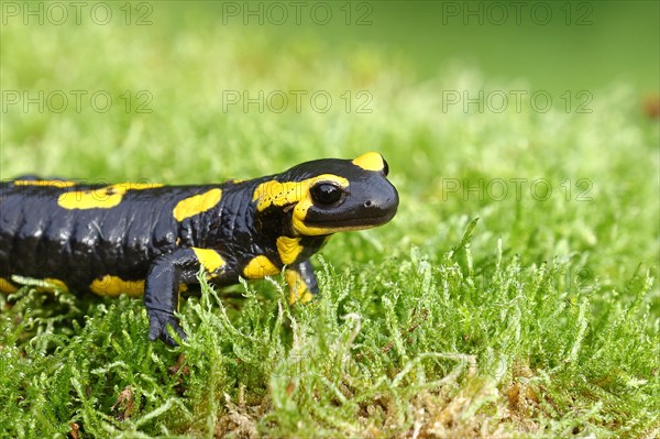 Fire salamander