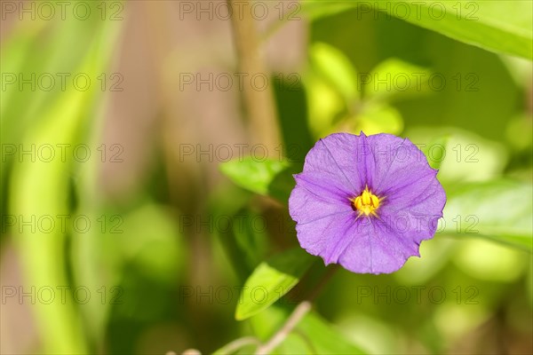 Blue blue potato bush