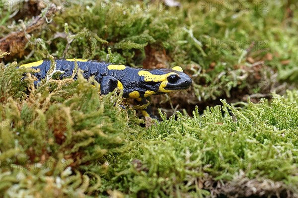 Fire salamander