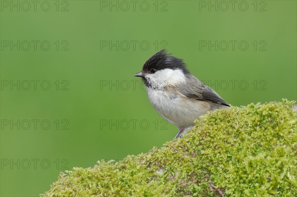 Willow Tit