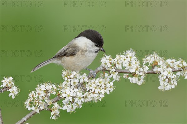 Willow Tit