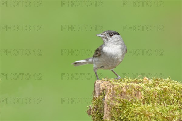 Blackcap