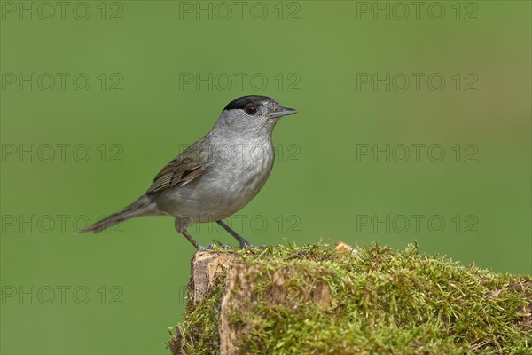 Blackcap