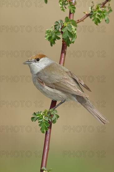 Blackcap