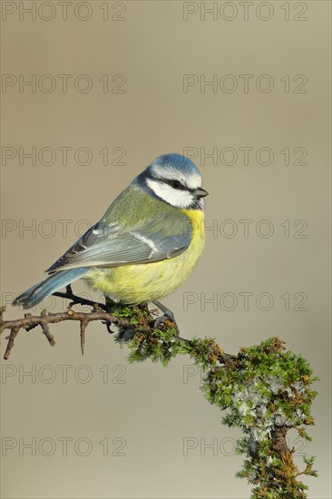 Blue tit