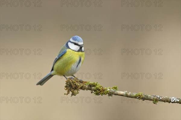 Blue tit