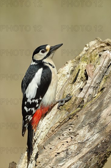 Great spotted woodpecker