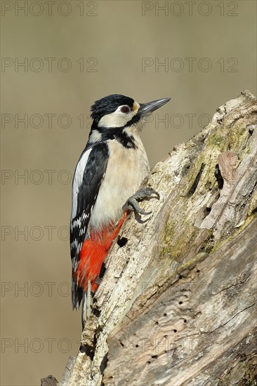 Great spotted woodpecker