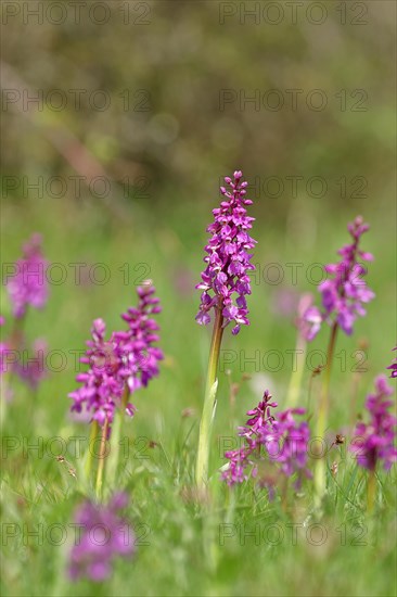 Early purple orchid