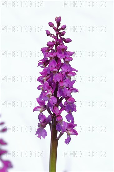 Early purple orchid