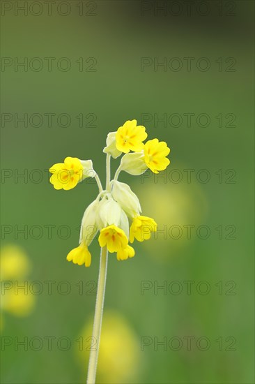 Common cowslip