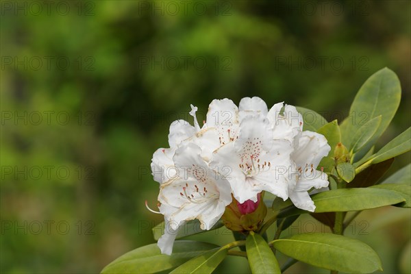 Rhododendron flowers