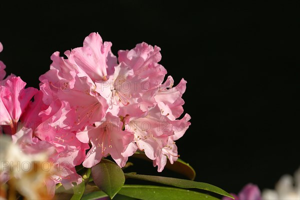 Rhododendron flowers