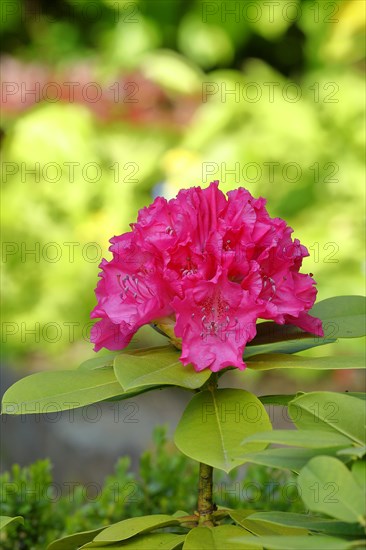 Rhododendron flowers