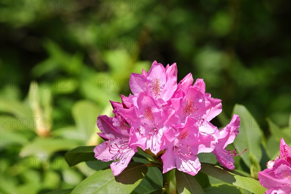 Rhododendron flowers