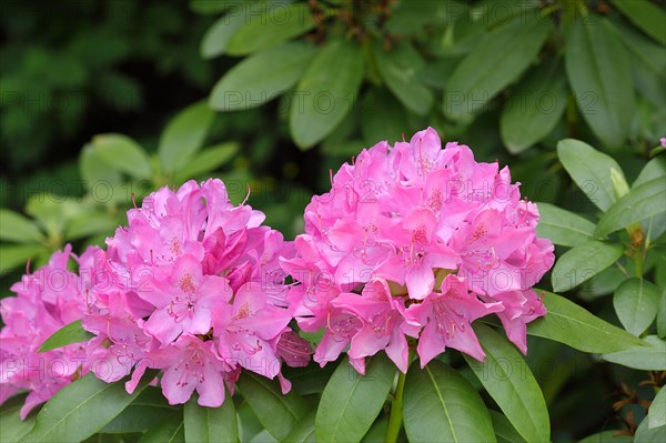 Rhododendron flowers