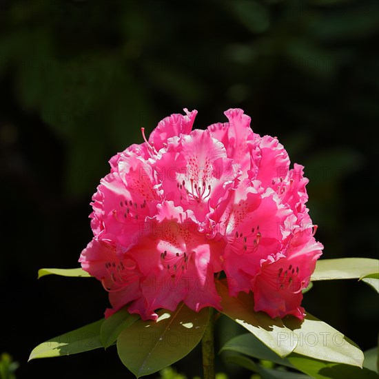 Rhododendron flowers