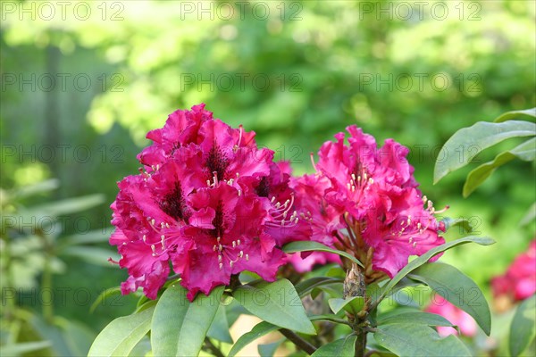 Rhododendron flowers