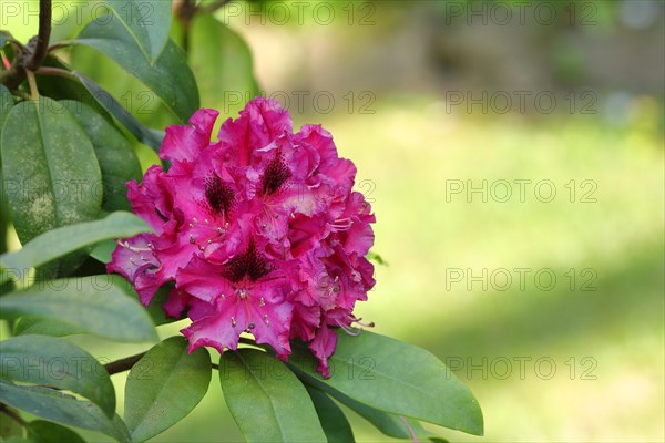 Rhododendron flowers