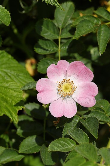 Dog rose