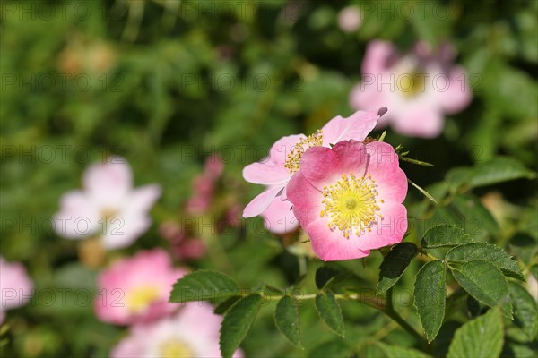 Dog rose