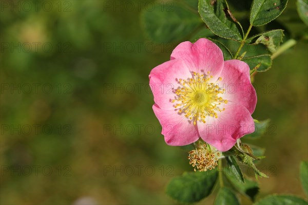 Dog rose