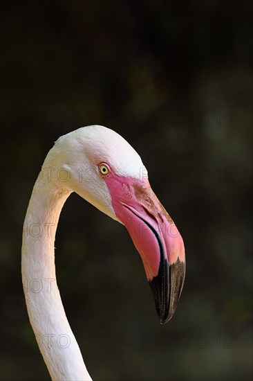 Pink greater flamingo