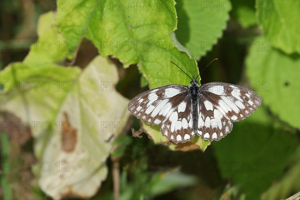 Marbled white