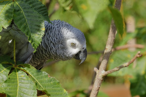 Grey parrot