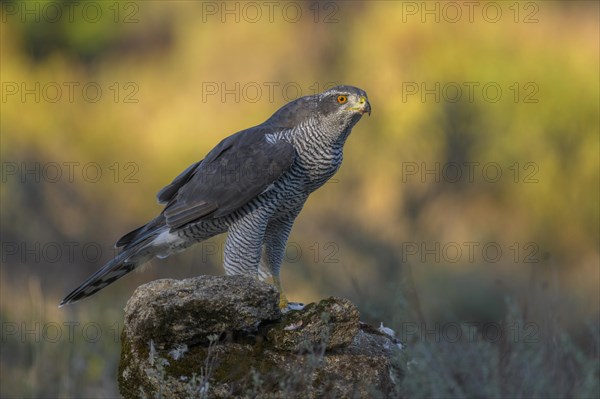 Northern goshawk