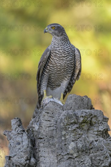 Northern goshawk