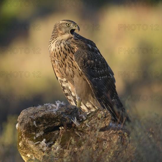 Northern goshawk