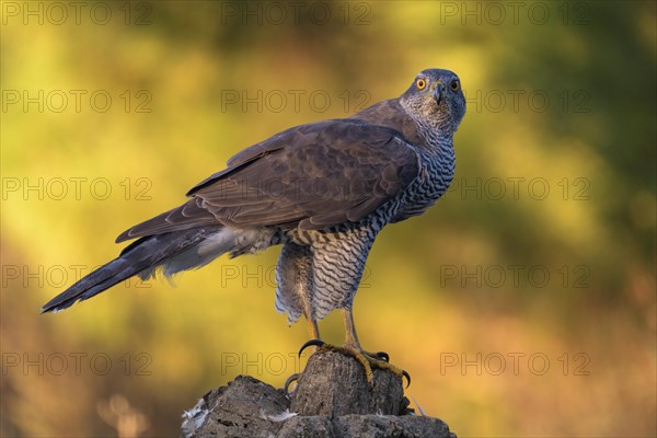 Northern goshawk