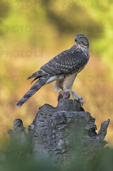 Northern goshawk