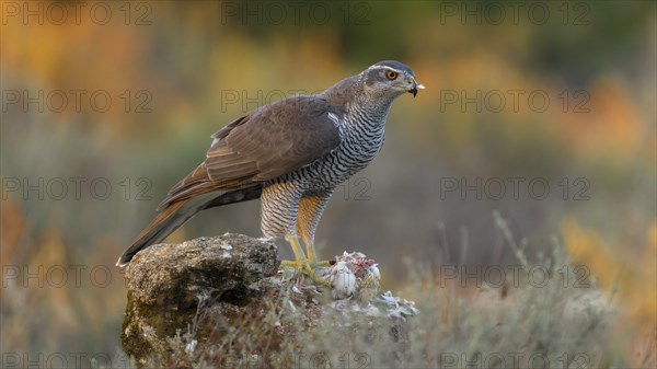 Northern goshawk