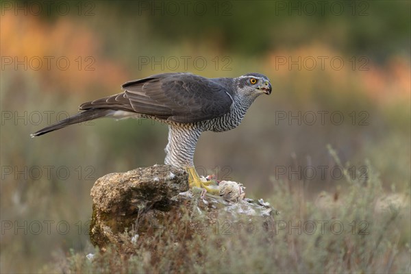 Northern goshawk