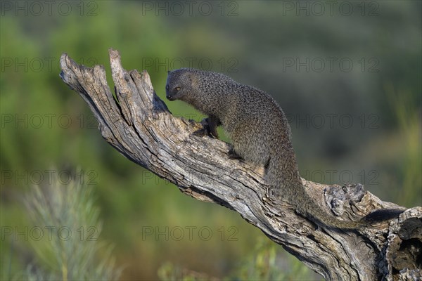 Egyptian mongoose