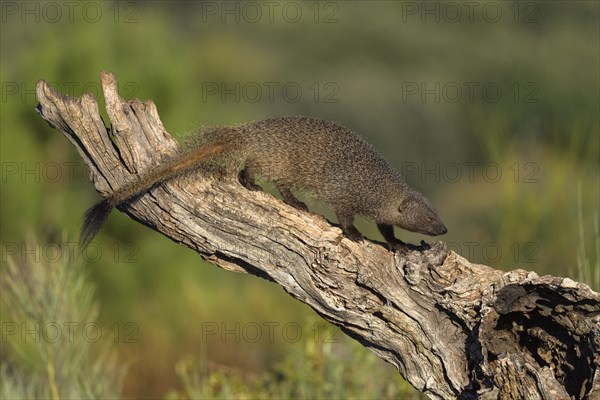 Egyptian mongoose