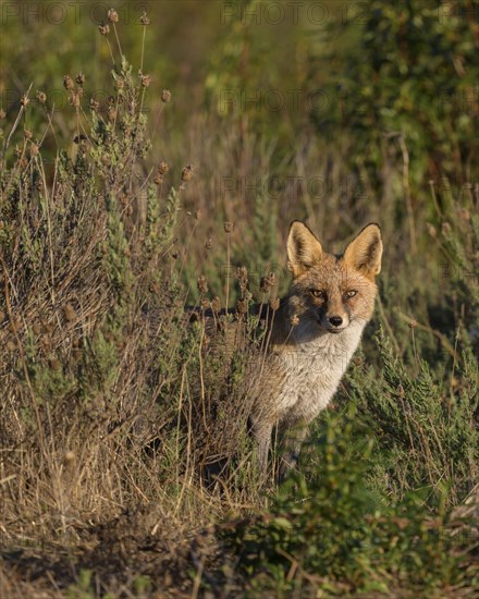 Red fox