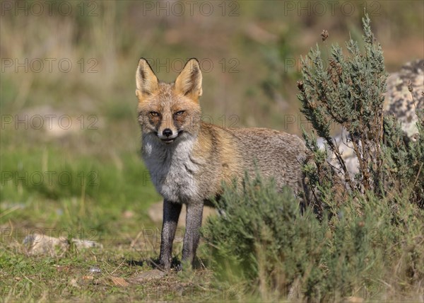 Red fox