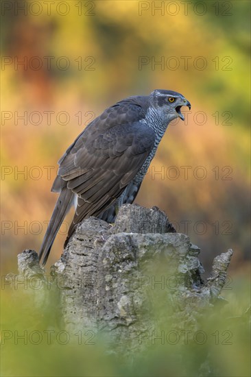 Northern goshawk