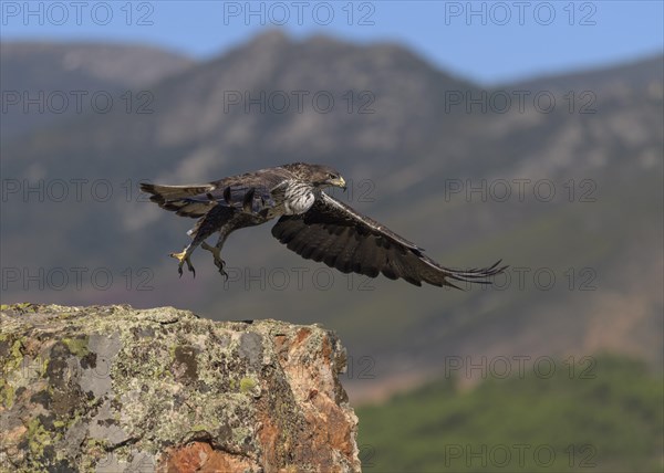 Bonelli's eagle