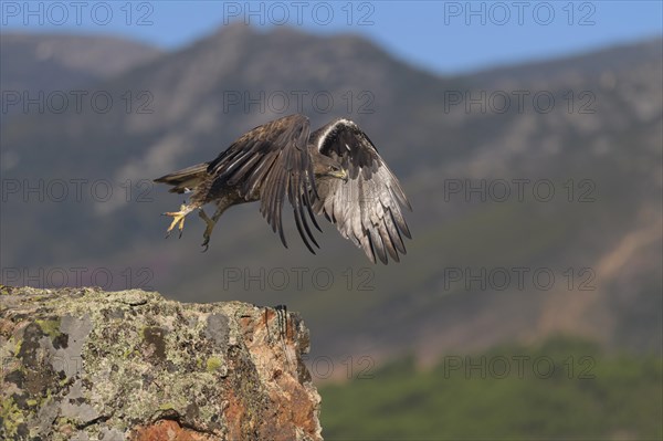 Bonelli's eagle