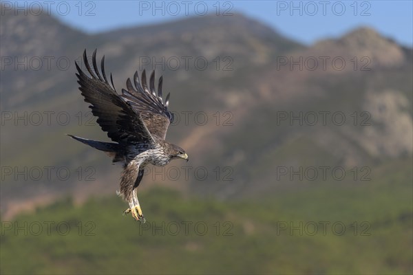 Bonelli's eagle