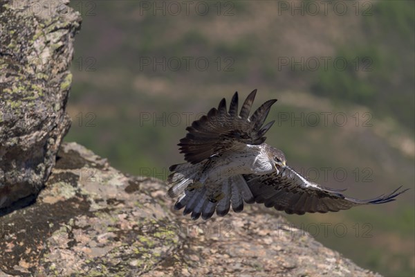 Bonelli's eagle