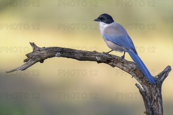 Blue magpie