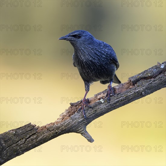 Common starling