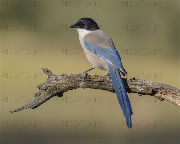 Blue magpie